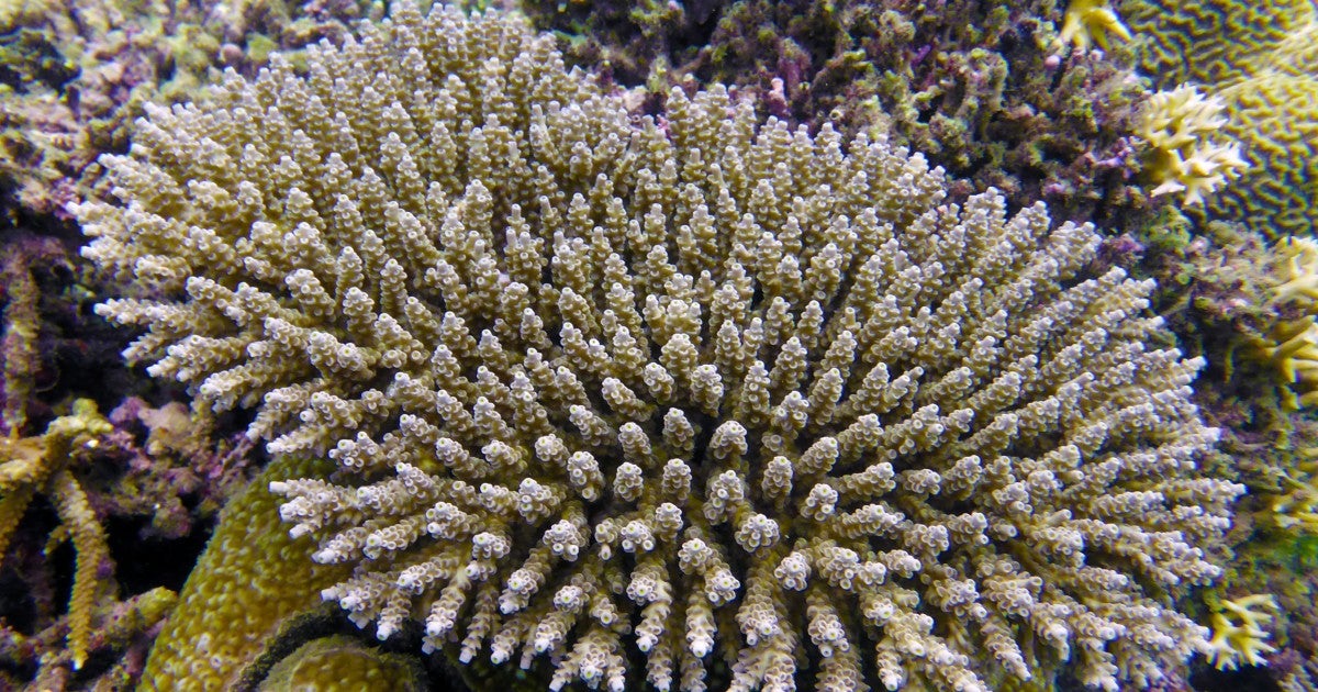 ウスエダミドリイシ（Acropora tenius） | 沖縄科学技術大学院大学（OIST）