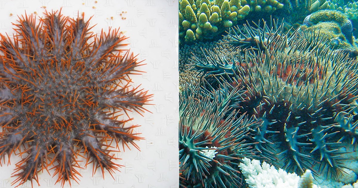 オニヒトデ | 沖縄科学技術大学院大学（OIST）