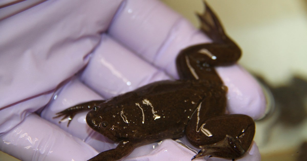 Xenopus tropicalis (Western clawed frog) | Okinawa Institute of