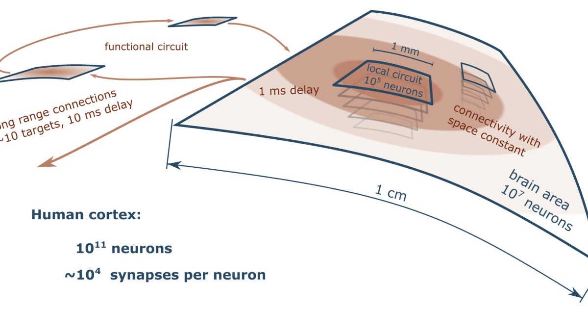 Correlation between connectivity and distance of neurons in the human ...