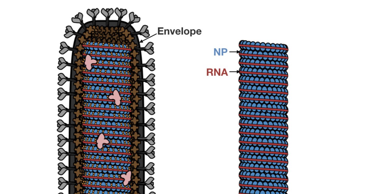 Schematic illustration of the Ebola virus structure | Okinawa Institute