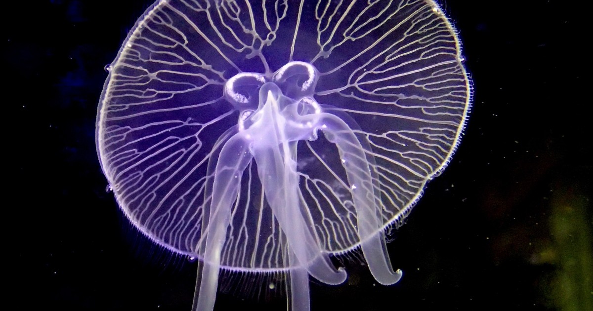 moon jelly ジャーフル　3mm moon jelly ジャーフル 3mm moon jelly ジャーフル 3mm 3Mm Men