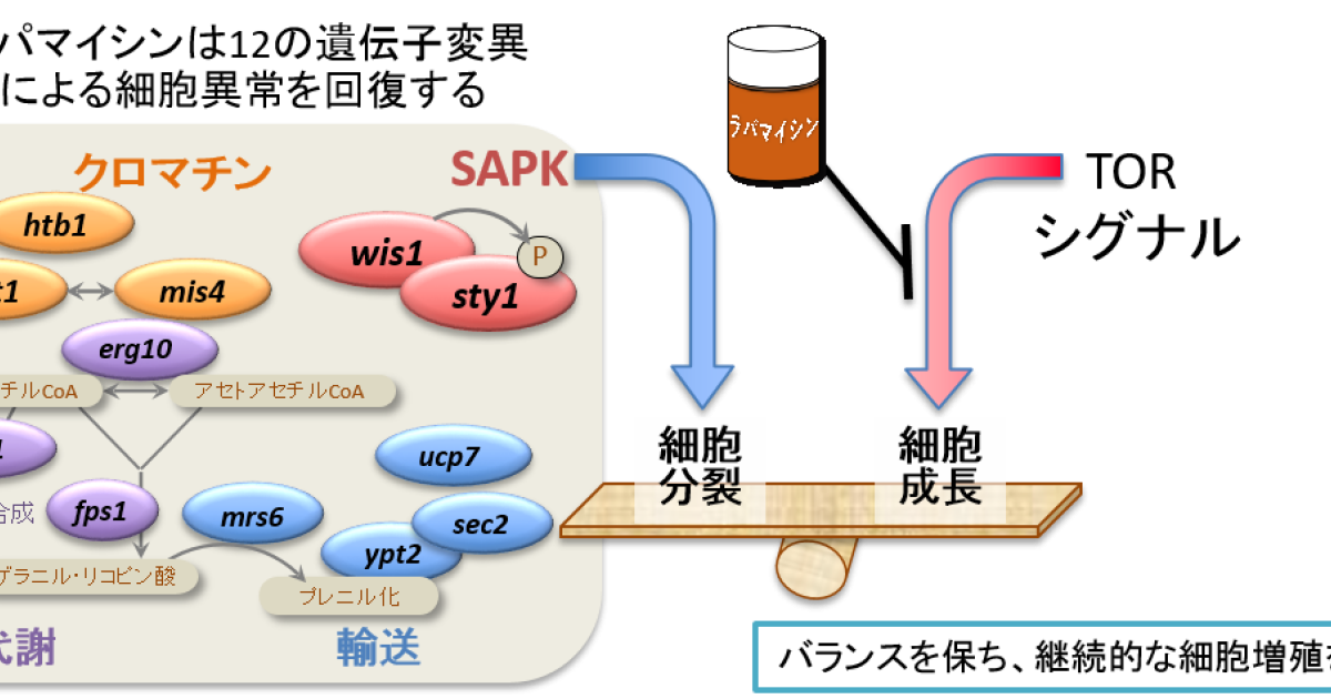 鉢植えの屋外植物 - ラ ペチュニア