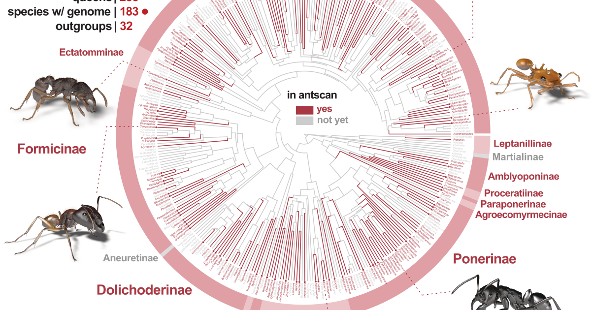Systematic Tree Ant The diversity of species and genera across the ant tree of life covered ...