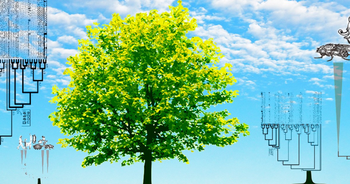 遺伝子の由来を推定するウェブツール ORTHOSCOPE を開発 | 沖縄科学